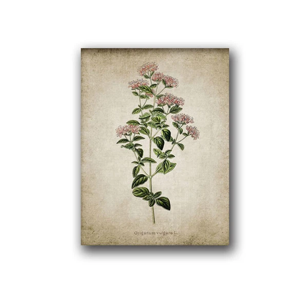 Винтажный художественный постер на холсте с изображением трав орегано розмарин