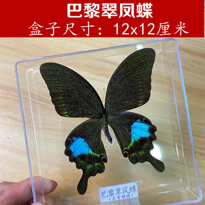 Real Butterfly Specimens Transparent Boxed Insects Spreading Wings Interior Decoration Ornaments Handmade Gifts | Дом и сад