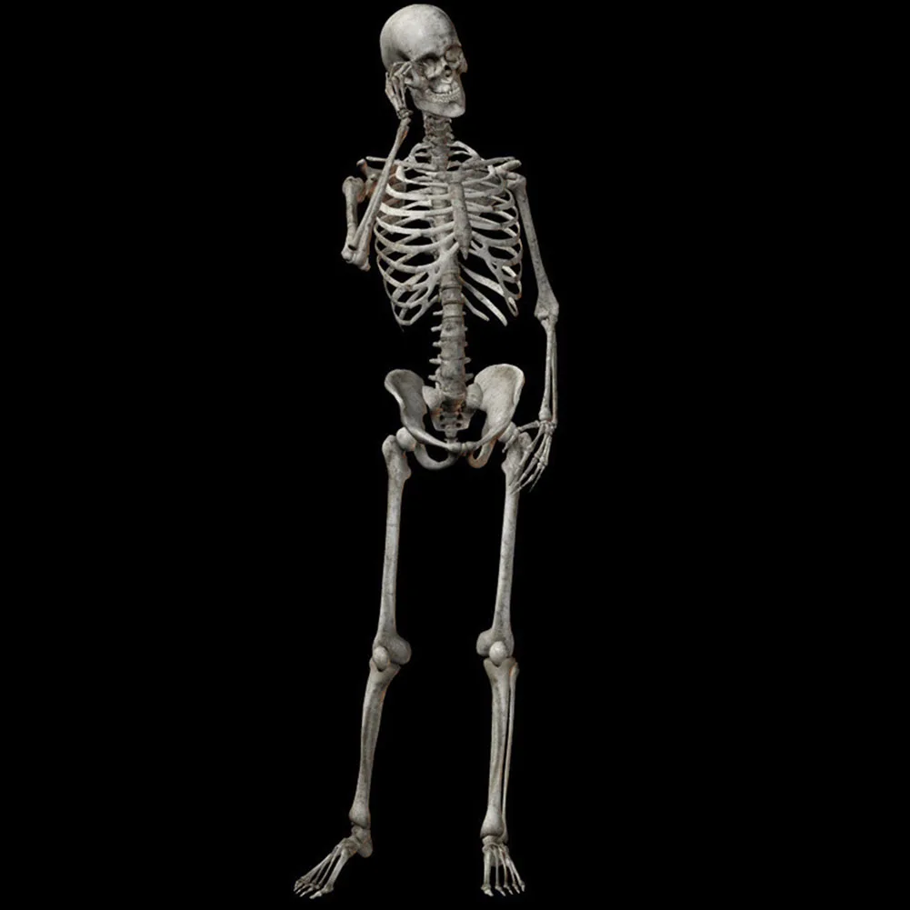 

90cm Durable Simulation Humans Skeleton Ornament Halloween Party Bar Haunted House Props Home Decoration