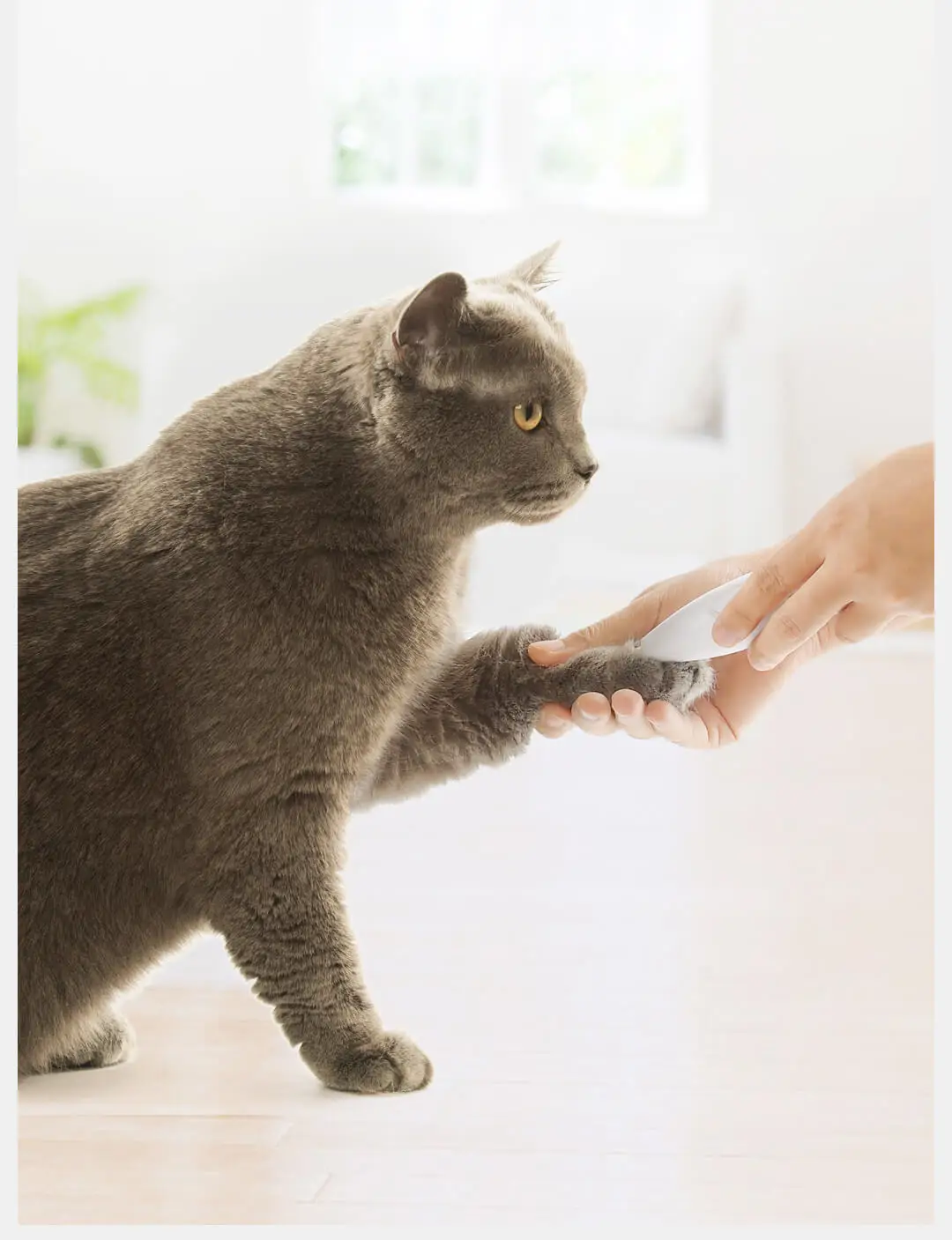 Xiaomi Pawbby Pet местный бритва предохранительный резак головы низкий уровень шума нет волос собака волос точный Триммер Уход за шерстью домашних животных