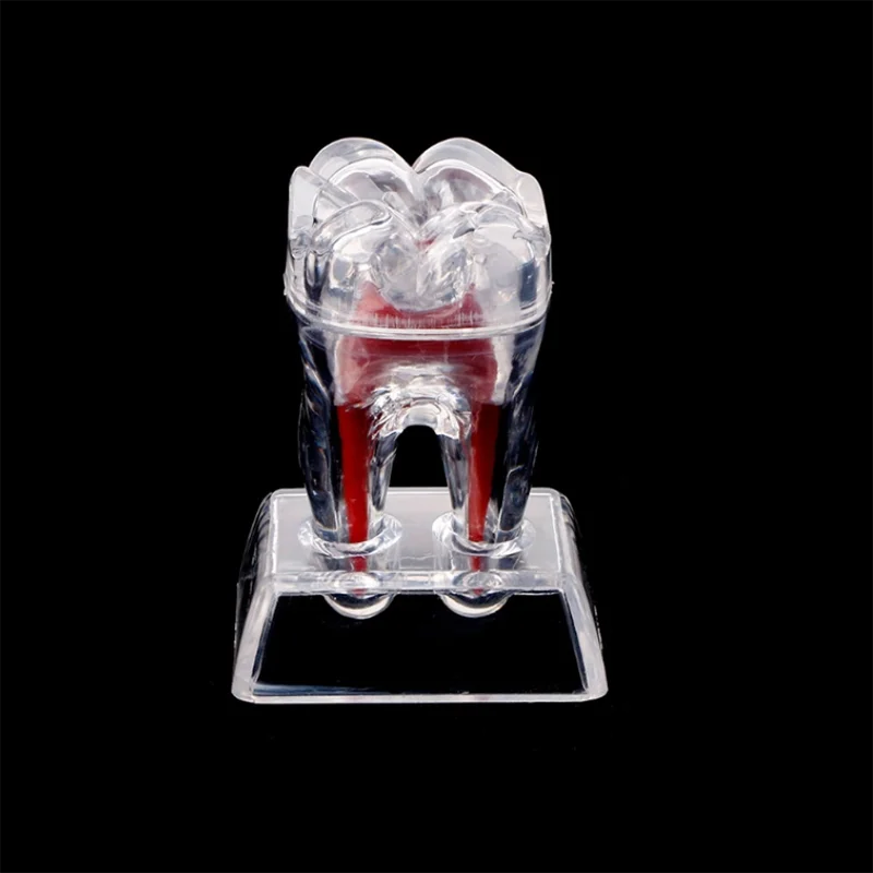 Большой Зуб Молярная Модель разделяемая обучающая демонстрационная модель