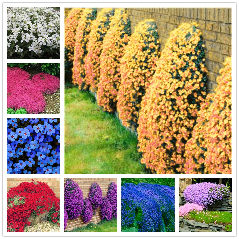 

200Pcs Creeping Thyme Seeds Wood Bathroom Cabinet Nature ROCK CRESS Plant Perennial Ground Cover Flower Home Furniture L8G-S