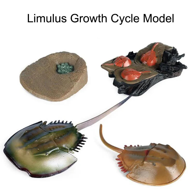 

Children's Science And Early Education Toys Simulation Animal Horseshoe Crab Growth Cycle Model Boy Girl Gift