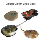 Детская игрушка для раннего развития, Имитация животных, подкова, краб, цикл роста, модель для мальчиков и девочек, подарок