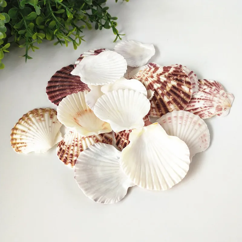 

20pcs starfish Sea Shells Schelpen Coquillage Conchas Shell For Home Decoration Babylon Nautical Home Marine Decor Scallop