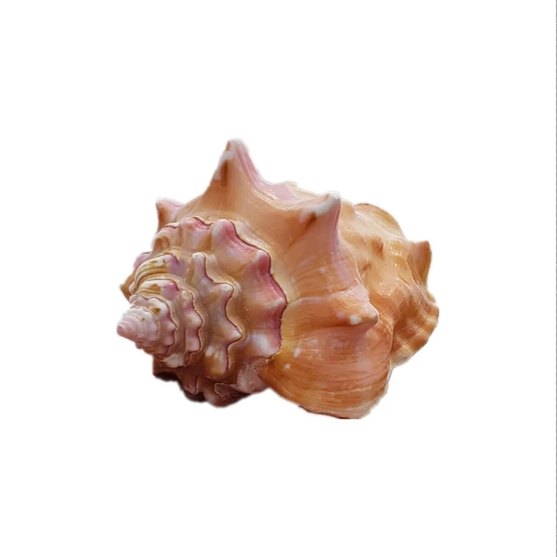 

Natural Big Sea Conch Large Shell Carmine Rose Snail Fish Tank Coral Landscaping Gift Birthday Gift Conch Specimen home decor