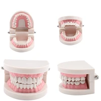 pro white adult standard dental teaching study typodont demonstration tool teeth model