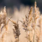 Декоративный букет из натуральных сушеных цветов, свадебные цветы в винтажном стиле для дома, гостиной, Дня Святого Валентина, 55 см