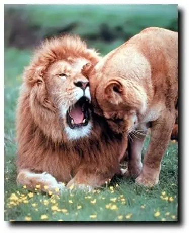 

Lion with Cub Wall Decor Picture Wild Animal Art Print Poster