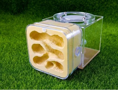 Штукатурка Муравьиное гнездо акриловая муравьиная ферма муравьев королева дом клетка для насекомых антивов домашних животных муравей дом гранья де гормига Hormiguero - Цвет: 4