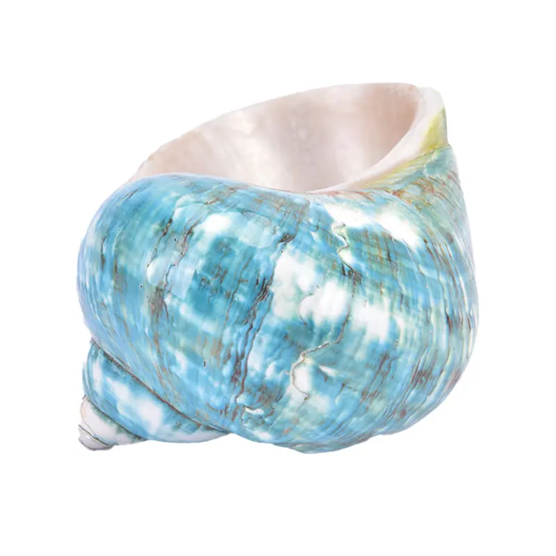 Натуральная ракушка Морская раковина Улитка аквариум украшения рулон моллюсков