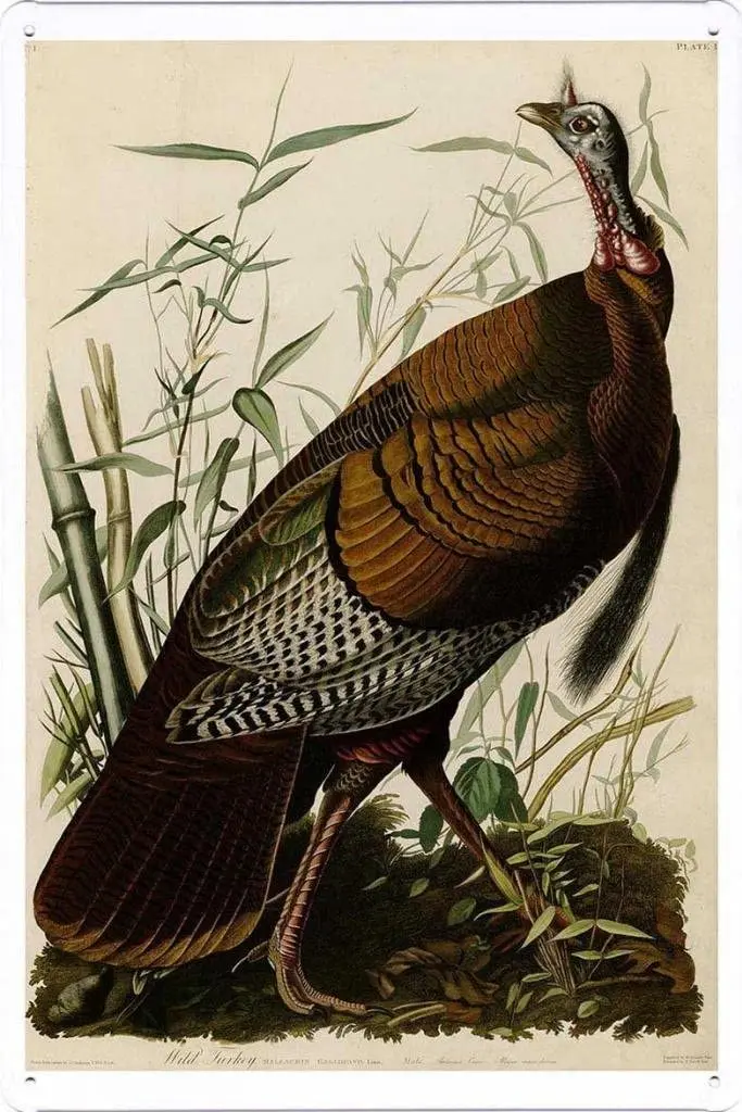 

DINGDUO Metal Vintage Tin Sign Wild Turkey on by Masterpiece Collection for Garage Home Bar Pub Man Cave Retro Art Sign 20 X 30