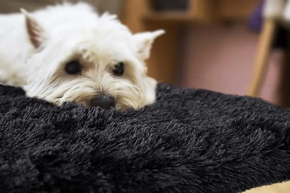 

Fluffy Area Carpet Black Shag Rug for Bedroom Living Room Carpet Fuzzy Carpet for Kid's Room Home Decor Carpet Floor Mat