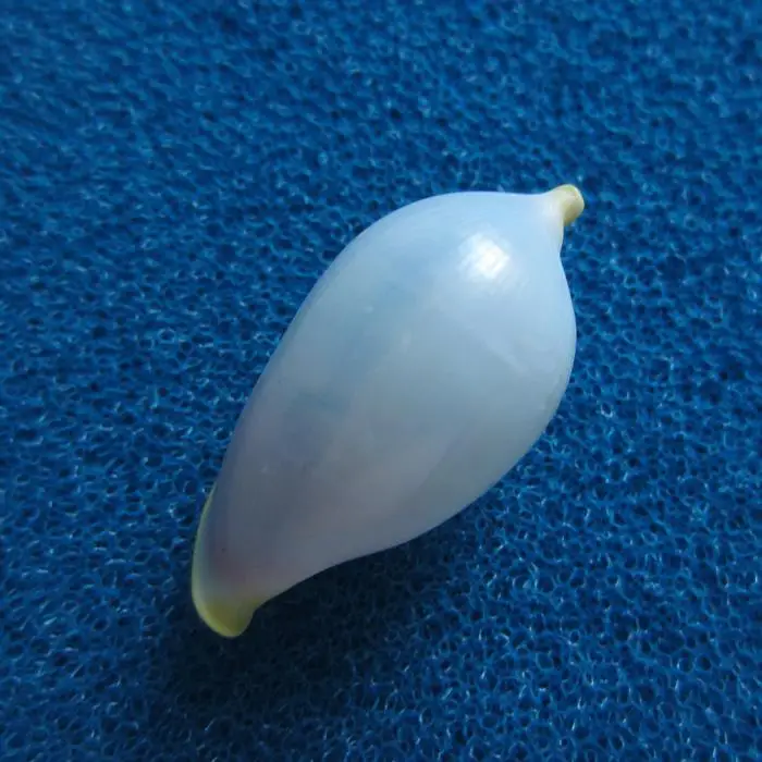 

Natural shell, sea snail shell, aquarium, fish tank, landscape decoration, gift, table setting