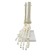 11 lifesize human foot skeleton anatomy model medical science teaching resources dropshipping