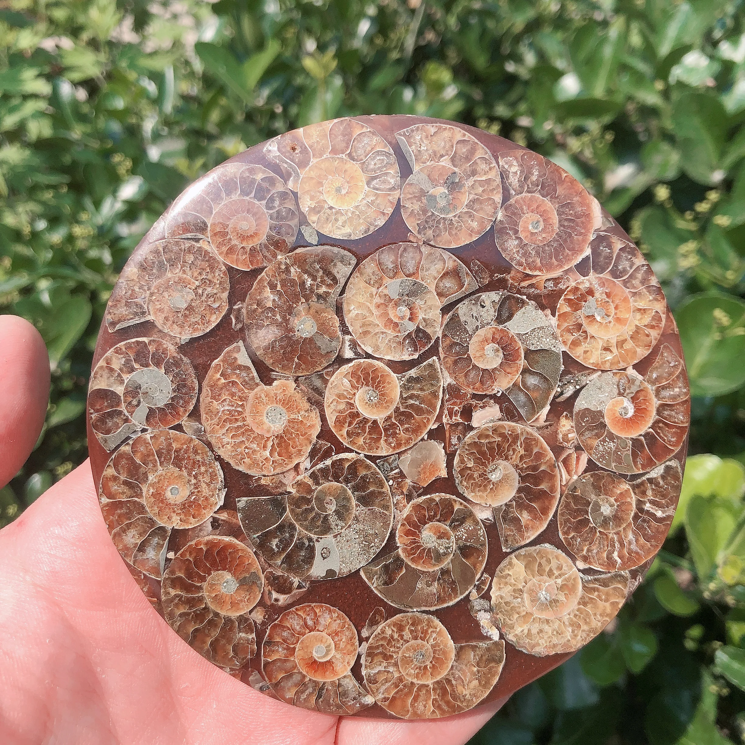 

109-112mm 1pc Natural Ammonite Nautilus Madagaska Fossil Spicemen Energy Reiki Stones Room Home Office Aquarium Decoration