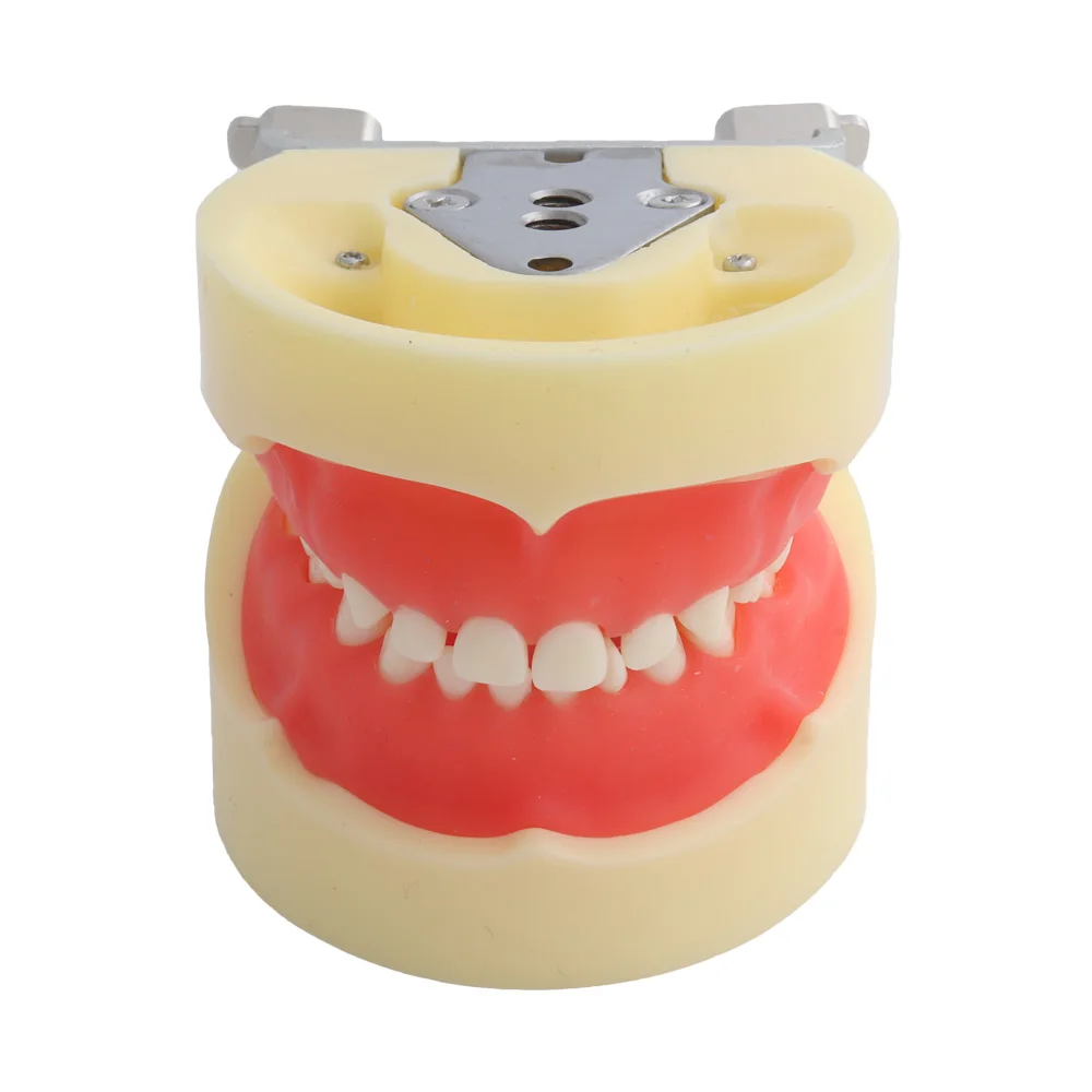 

Dental Model Teaching Model Teeth Model for Children with 24pcs Screw-in Teeth Demonstration Soft Gum