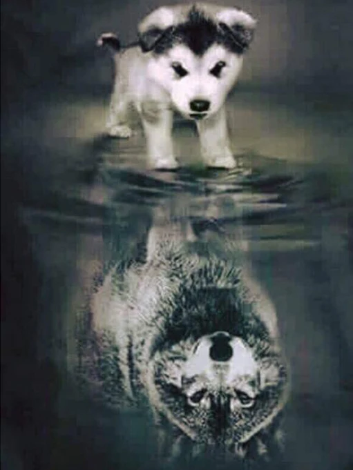 5D Diy diamond painting cross stitch &quotDog To Wolf&quot Shadow Square/Round Daimond embroidery Needlework Rhinestone Mosaic Crafts | Дом и