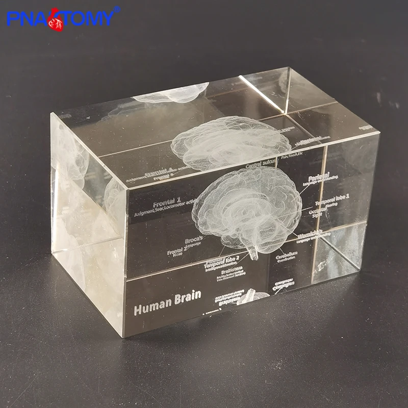 Анатомический подарок человека Кристальный скелет зубы мозга сердце легкие с
