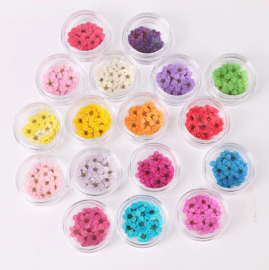 

50pcs Pressed Dried Narcissus Plum Blossom Flower With Box For Epoxy Resin Jewelry Making Nail Art Craft DIY Accessories