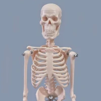 45cm human body skeleton model skeleton anatomy structure spine skull head joint activity teaching mould