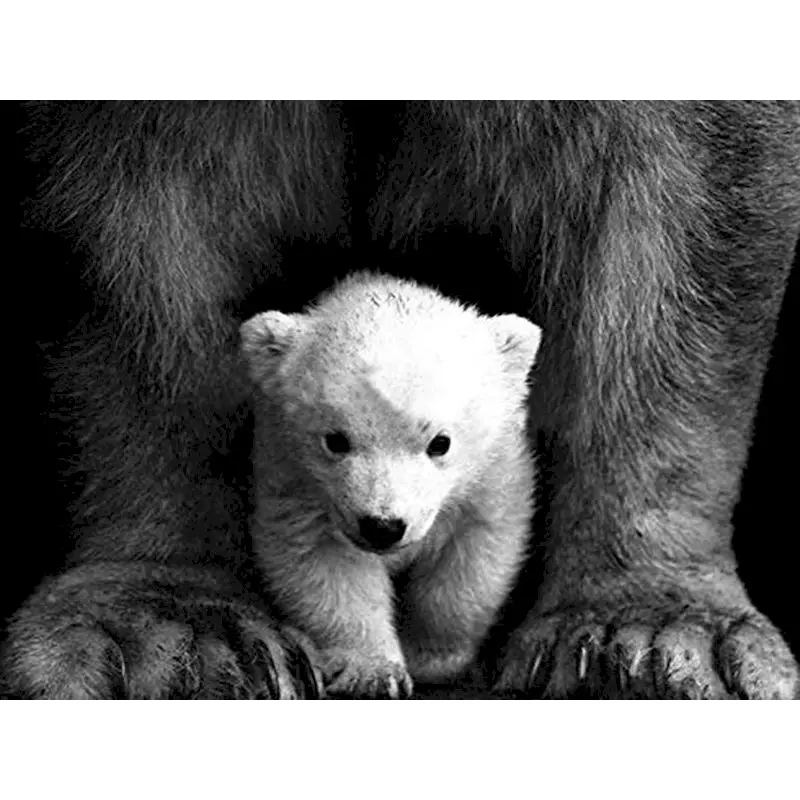 

GATYZTORY Diamond Painting Cross Stitch Bear Diamond Embroidery Animals 5D DIY Mosaic Full Drill Home Decoration