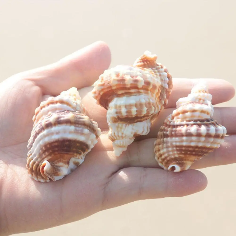 

Natural Conch Shell 1pc Twisted French Conch Rare Specimen Gift Creative X1B9