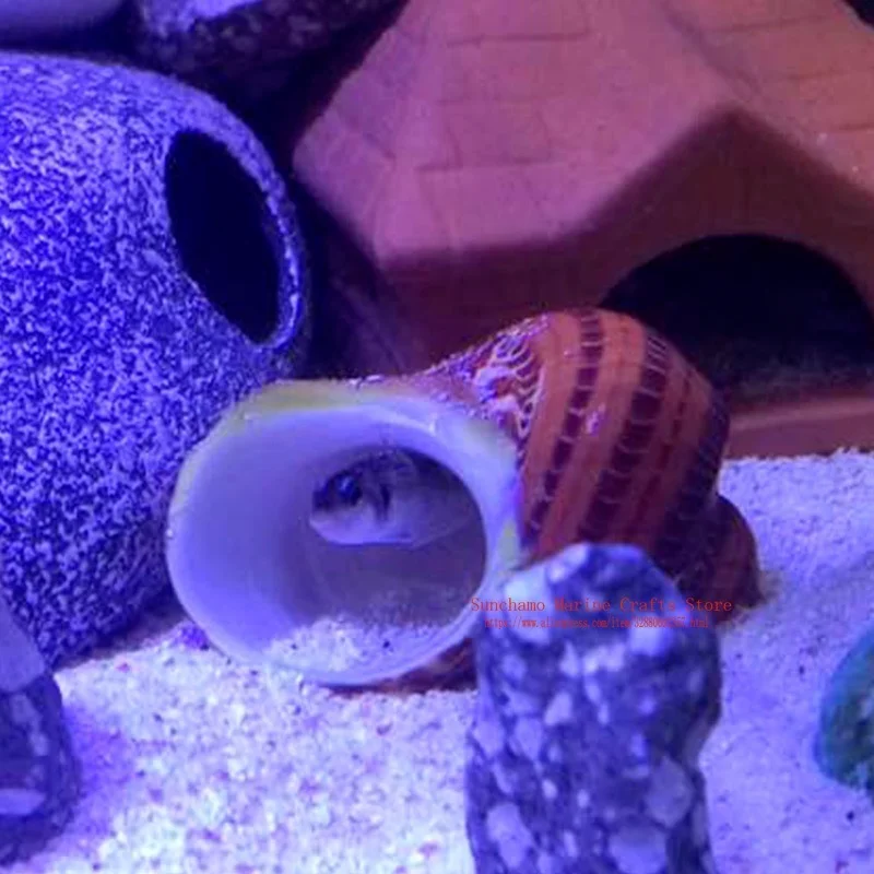 Древняя китайская морская улитка кошачий глаз натуральная раковина Аквариум