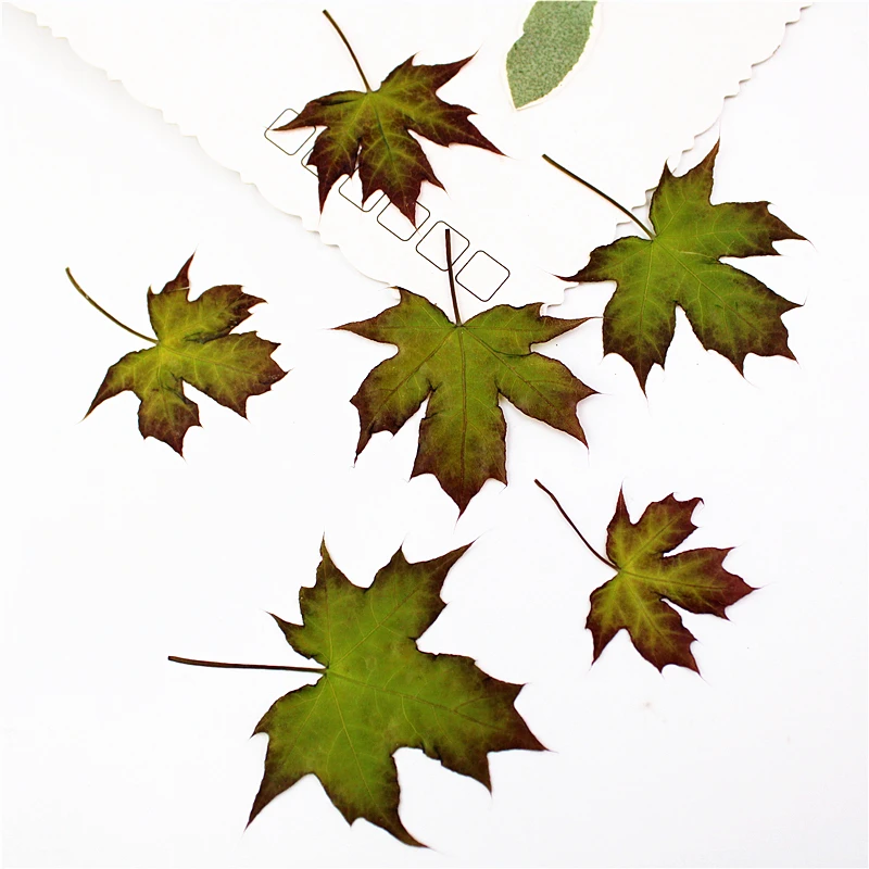 2-6cm/24pcs Natural Pressed Pentagonal maple leaves Real Preserved Plant DIY Wedding invitations Craft Bookmark gift Card decor | Дом и сад