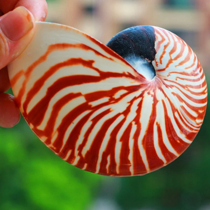 

14-16Cm 5.5-6.3Inch Natural Nautilus Seashell Tiger Chambered Nautilus Home Decoration