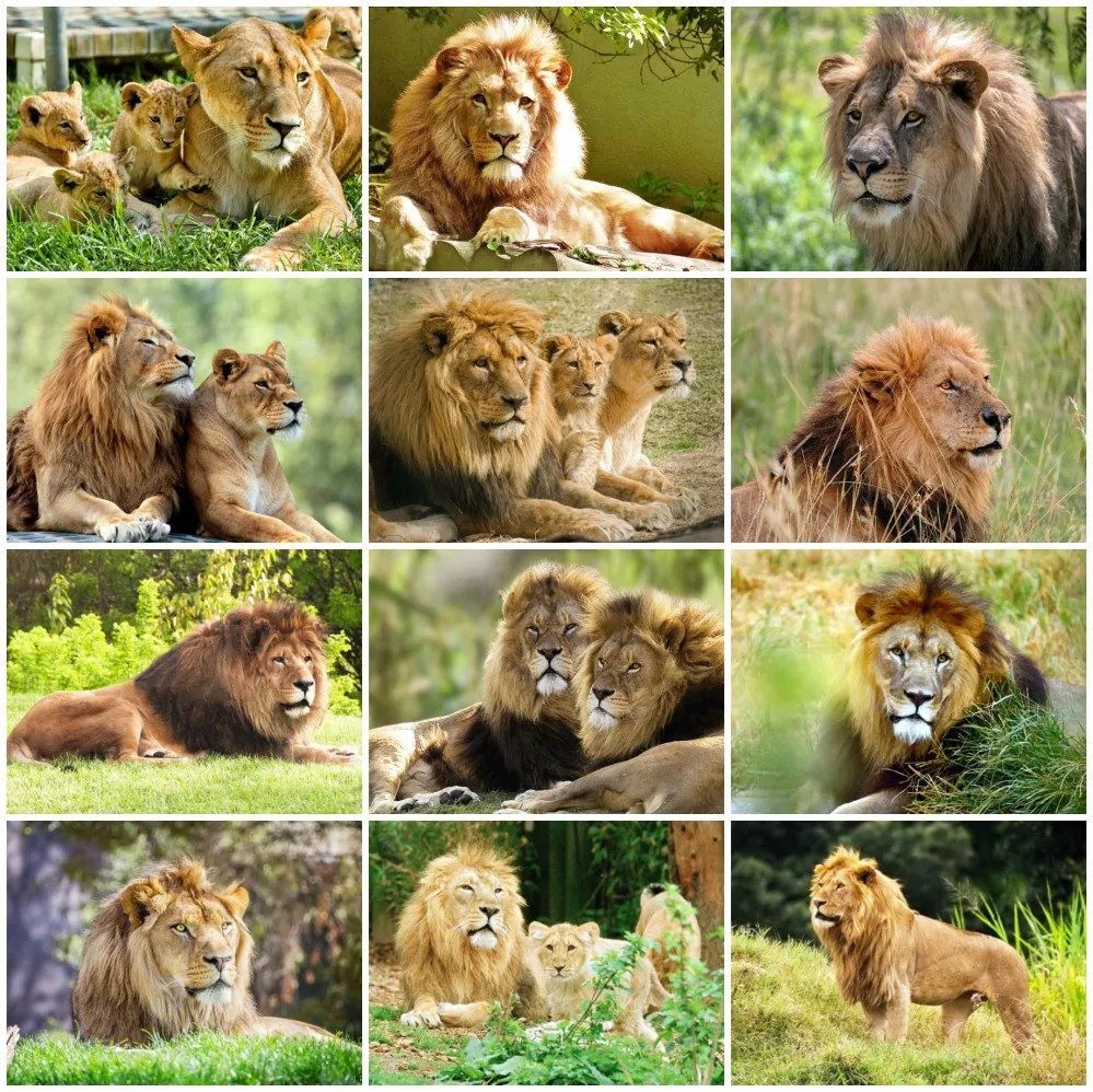 

AZQSD Full Square Diamond Embroidery Lion Mosaic Picture Of Rhinestones Diamond Painting Animals Needlework Home Decor