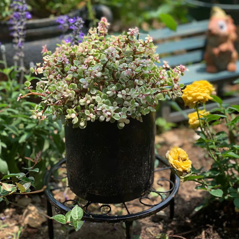 

Potted Plant Stand Rust Proof Iron Potted Holder Potted Round Rack Display Rack Garden Outdoor Flower Pot Supports jardín