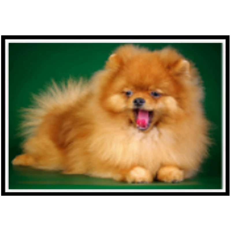 

Алмазная 5D картина «сделай сам» с животными, милым щенком, пейзажем, цветком, круглая Алмазная мозаика, украшение для дома, картина, Рождеств...