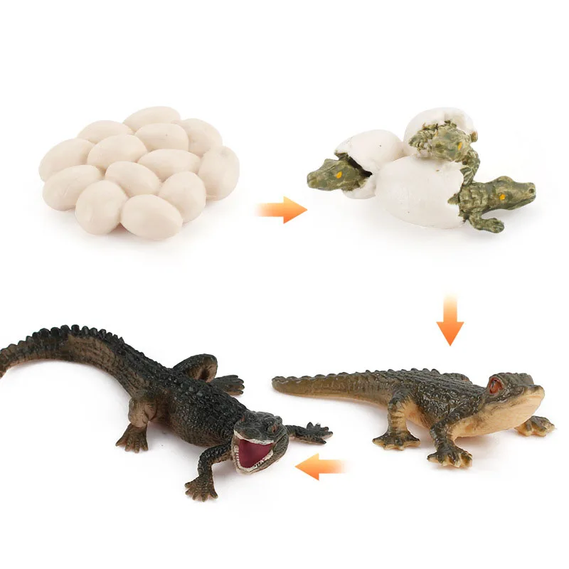 

2021 New Insect Growth Cycle Animal Model Butterfly Doll Mini Children's Classroom Educational Toys