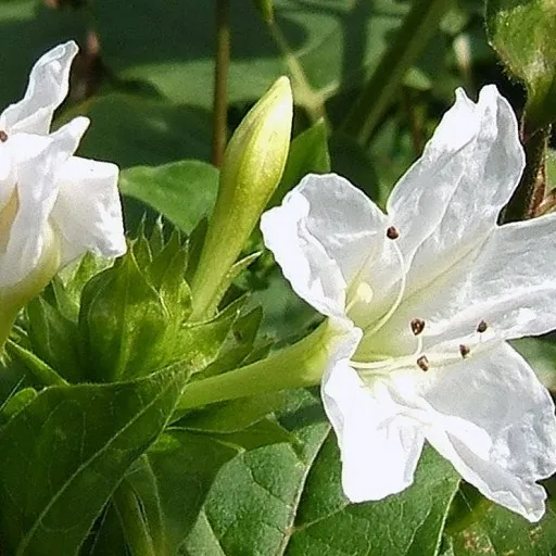Seedsun белый вечер SEFASI