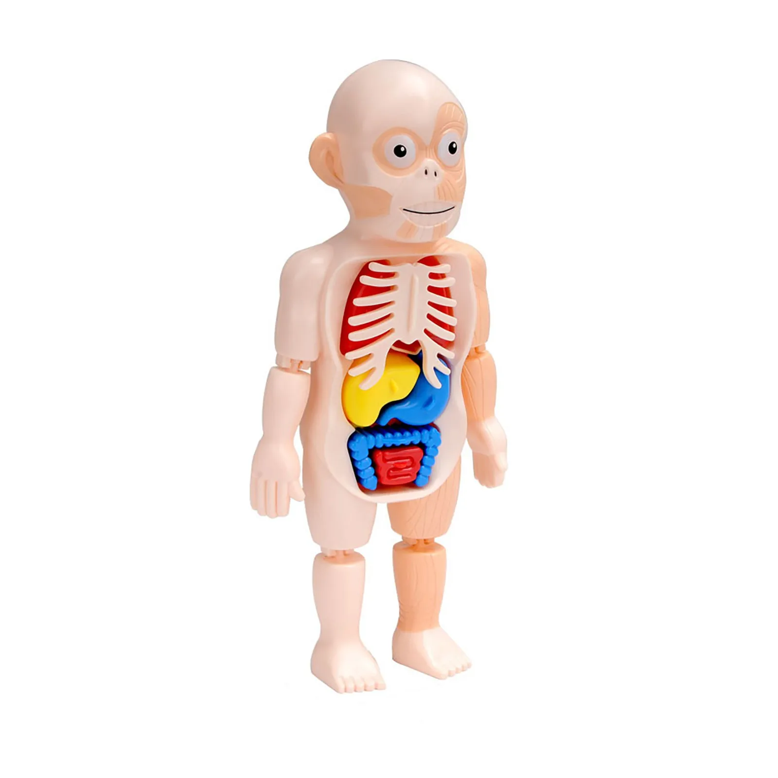

2021 3d Human Body Anatomy Model Plastic Human Organ Assembly Toy Diy Science Educational Toy For Children Kids Scary Game #6