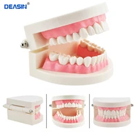 1 pcs teeth model white teeth model standard dental teaching study typodont demonstration oral medical education tools