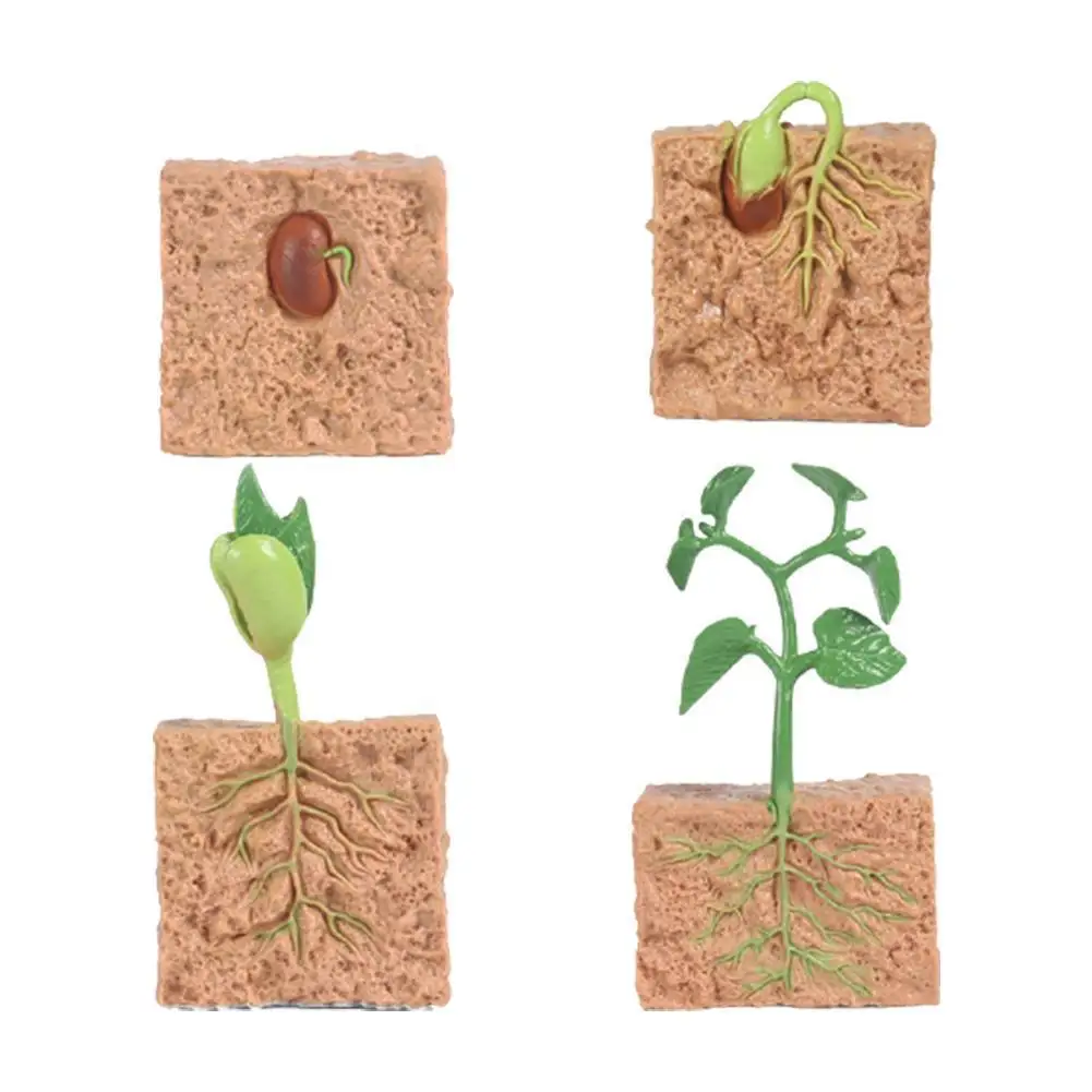 

Simulation Plant Model Mini Seed Growth Cycle Toy Seed Set Eaducational Gifts Growth Children's Model Cognitive Cycle Toys U5T5