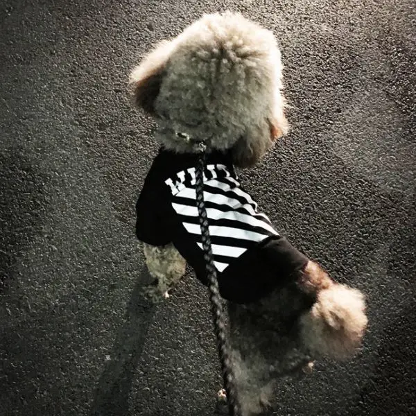 

Pet Clothes Teddy Cat Pet Small Dog Puppy Dog Clothes Pet Supplies
