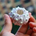 1 шт. натуральная морская раковина от 5 см до 8 см раковина из улитки домашняя аквариумная декорация для украшения стола Декор ананас цветочный горшок