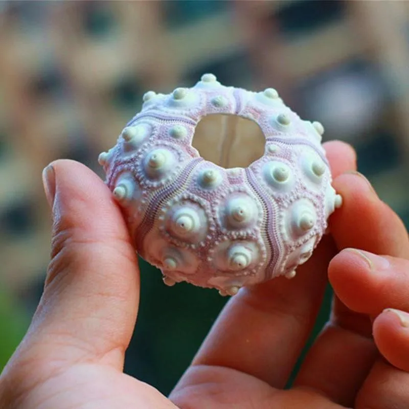 Натуральный морской еж ракушка улитки 5-8 см украшение для аквариума стола ананас