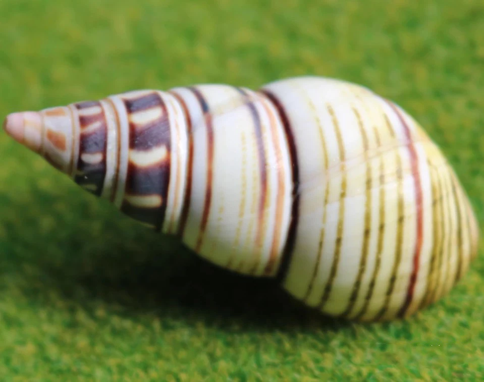 

Natural Boutique Rare Collectible Shell Conch Snail Shell Specimen