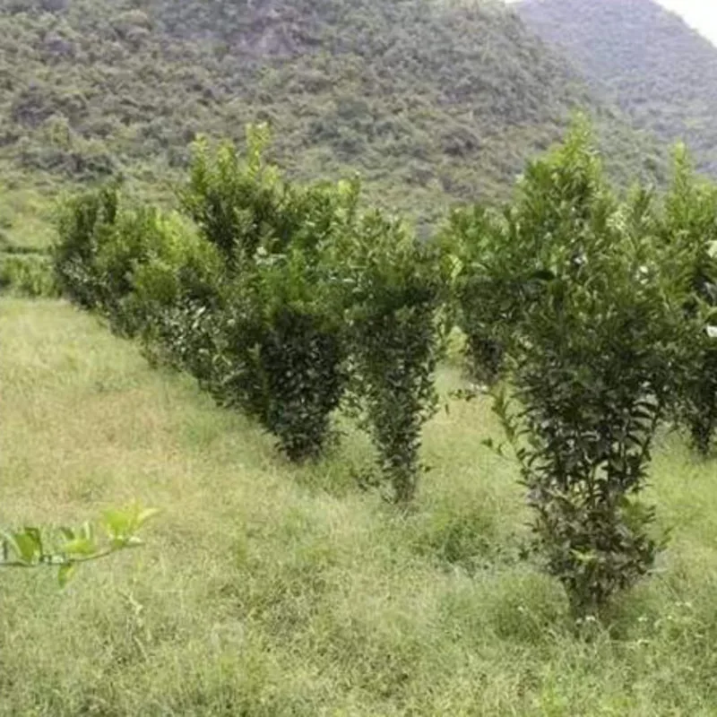 10 пакетов/500 г глифосат аммония десгербарант Глицин гербицид удаление