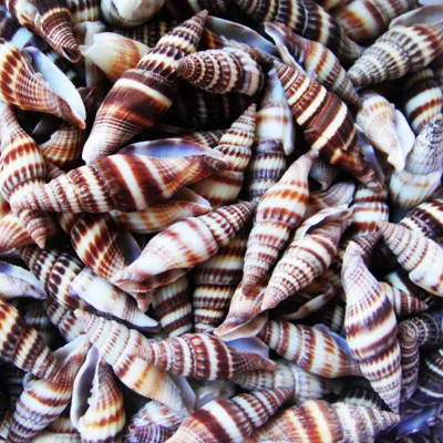 

5 шт. натуральные маленькие раковины, перьевые улитки, отшельник, краб, детские игрушки, аквариумы на платформе, свадебные подарки