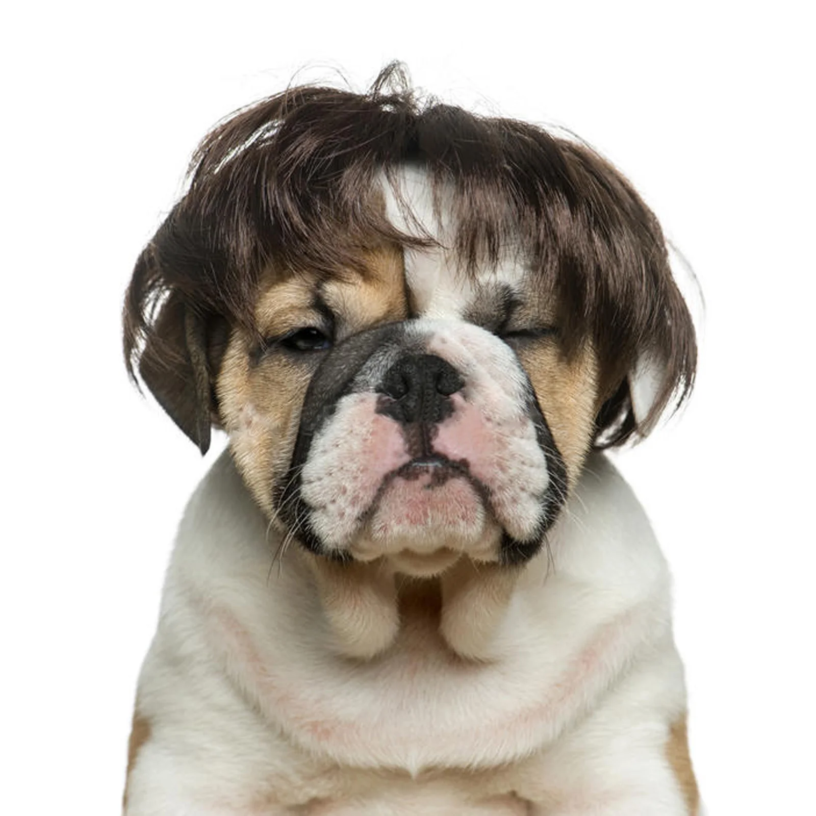 Dog Cosplay Wig for Small Dogs Pet Supplies Dance Accessories Decorative Hair Chihuahua Teddy Bulldog | Дом и сад