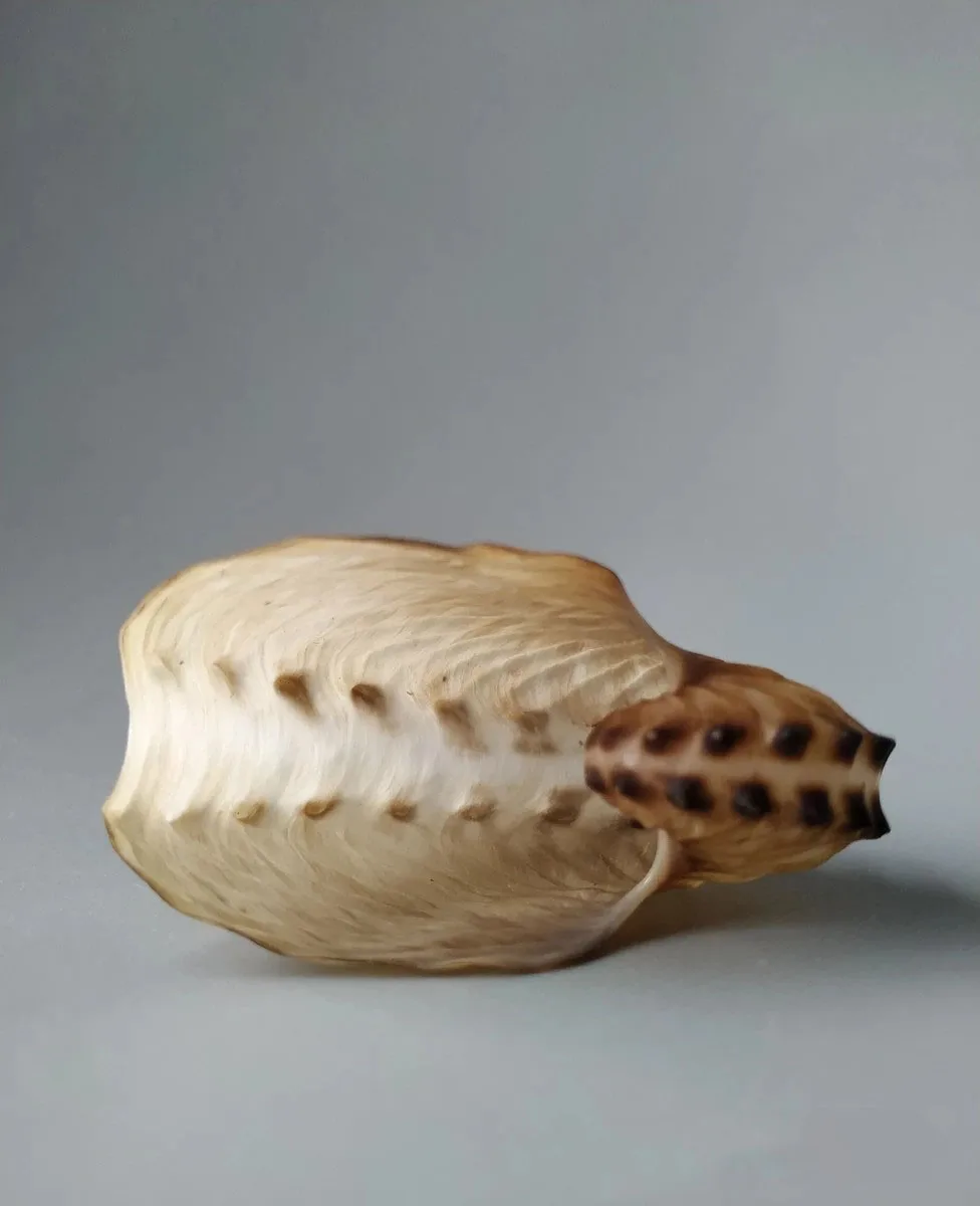 

Naturally rare and exquisite collection of selected conch