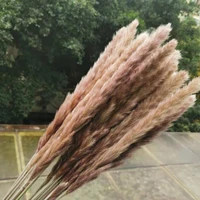 45pcs45cmnatural color dried small bulrush grass reed flowerins pampas phragmites wedding party flower arrangement decoration