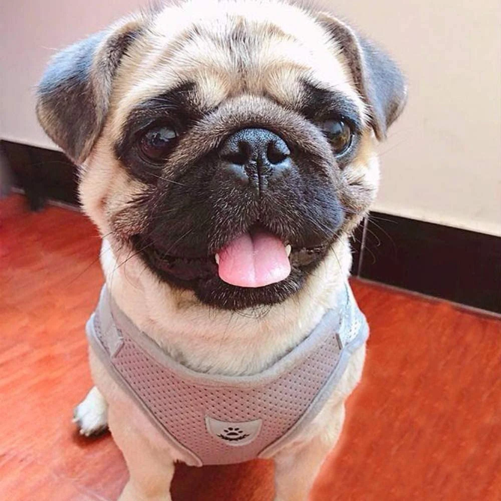 Safety Pet Dog Harness and Leash Set Small Medium Dogs Nylon Mesh Puppy Cat Harnesses Vest Reflective Walking Lead Sets | Дом и сад