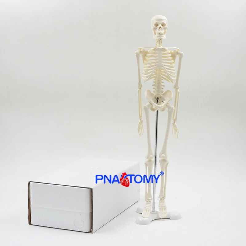 

45CM Human Skeleton Model Flexible Arms and Legs Spine Anatomy Educational Tool Medical Teaching Art School Used Detachable