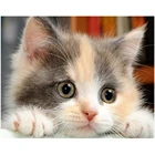 Алмазная 5D картина сделай сам, полноразмернаякруглая вышивка с милым маленьким котом, ручная работа, украшение для дома, мозаика, творческое искусство